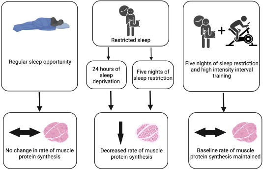 How Sleep and Muscle Growth Are Connected